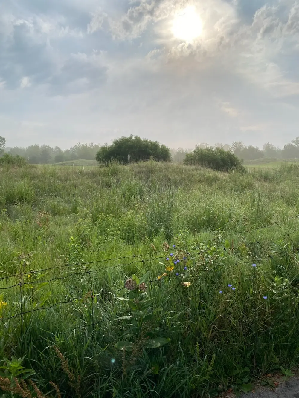 A misty meadow with wildflowers along an old wire fence, with the sun breaking through clouds above